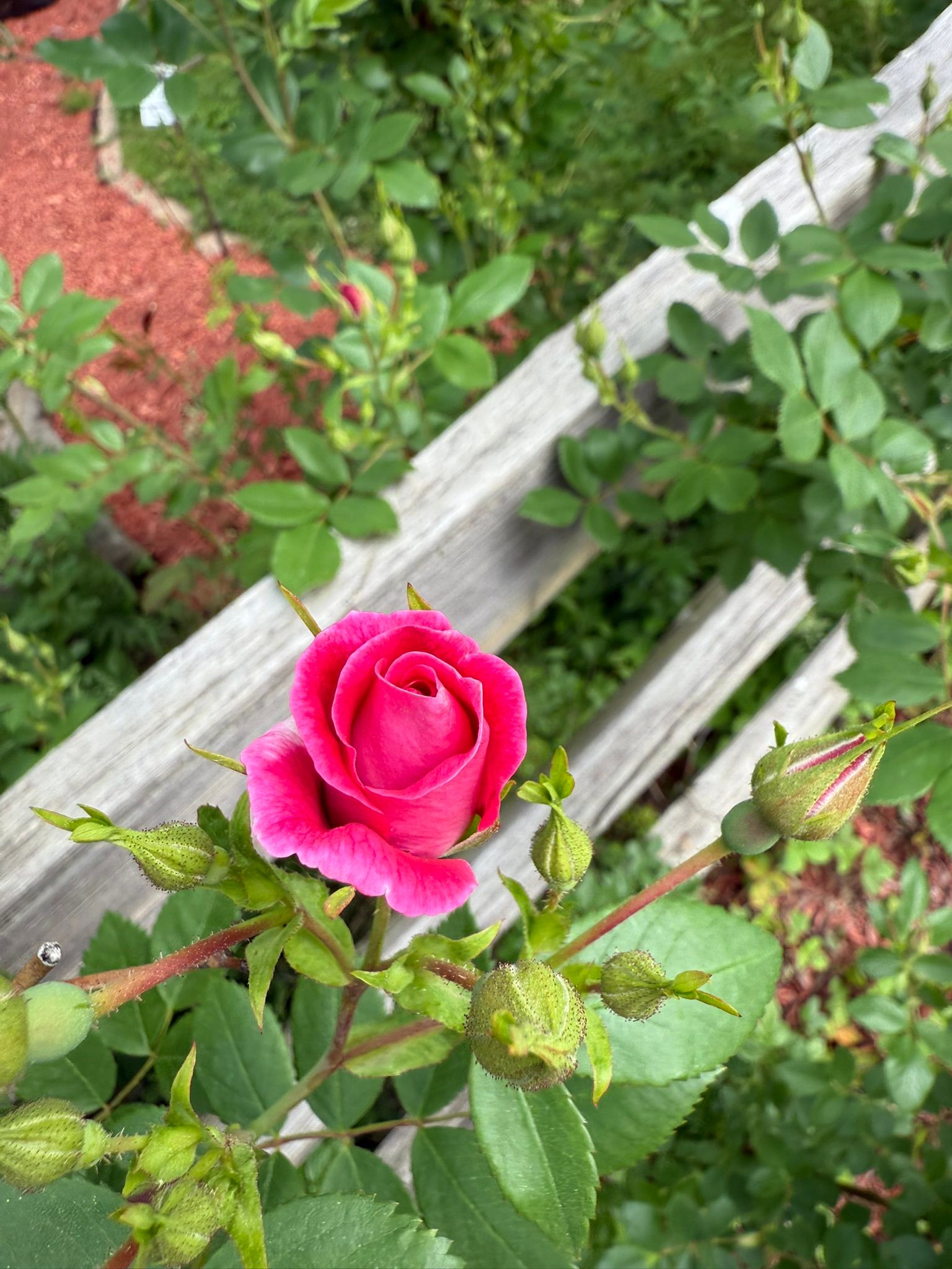 1st Roses of the year blooming!